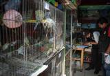 Animales son criados en pésimo estado. Foto: Trujillo en Línea