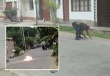 Minutos de tensión se vivieron en calle. Foto: Trujillo en Línea