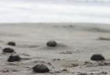 Decenas de erizos amanecieron muertos en la playa de Las Delicias. (Foto El Comercio)