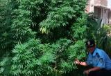 Esta planta de marihuana, de más de 2 metros de altura, fue encontrada en un jardín de la urb. Villa Santa María.
