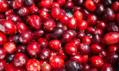 (Foto: referencial Internet)