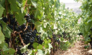 Se invertirá un millón de soles en un proyecto para exportar las uvas de Cascas. (Foto Internet)