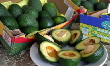 La palta hass que se cultiva en Trujillo podría se exportada a Honduras. (Foto Internet)
