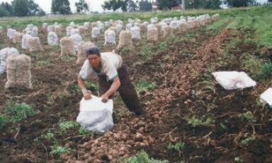 Se instalará un centro de innovación tecnológica de la papa en Julcán. (Foto Internet)