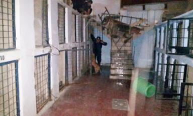 Este Pitbull logró escapar de su jaula del Centro Antirrábico y asesinó a otro perro. (Fotos cortesía MPT)