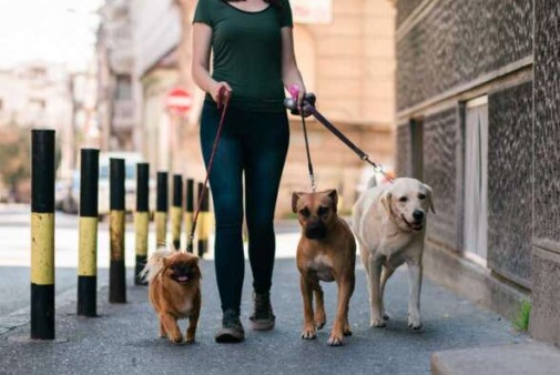 Veterinaria Municipal de Trujillo ofrece consejos a la ciudadanía para el cuidado de mascotas en verano