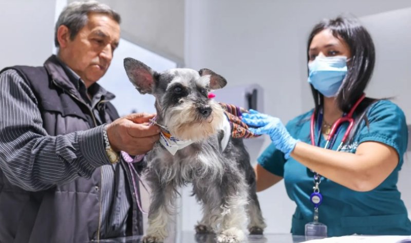 Leptospirosis no solo en lluvias: ¿cómo prevenirla si tienes mascotas en casa?