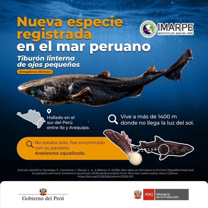 Reportan hallazgo de tiburón “linterna” que vive a 1400 metros de profundidad en el mar peruano