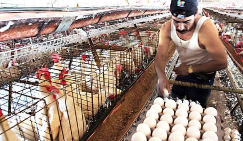 Gripe aviar: ¿qué es, cómo se transmite y por qué no hay riesgo de consumir pollo y huevo?
