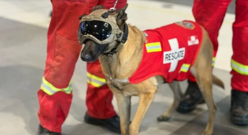 Ella es Kaira, la perrita rescatista del Perú que ayudó a ubicar a mujer de 60 años en Venezuela