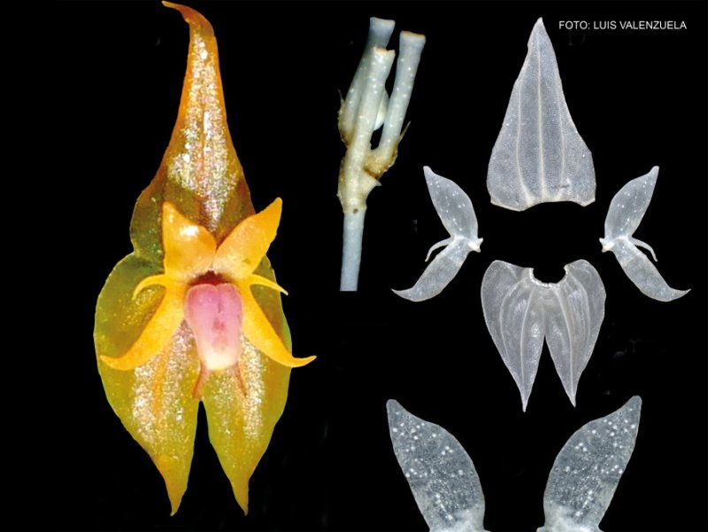 Descubren nueva especie de orquídea en el Parque Nacional Yanachaga Chemillén