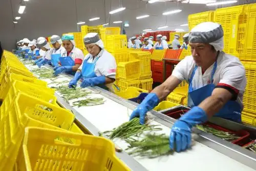 Agroexportaciones peruanas aumentó el 3.3% en el primer semestre del 2026
