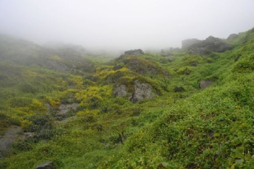 Trujillo: lomas de cerros Campana, Cabras y Ochipotur agrupan cientos de especies de flora andina