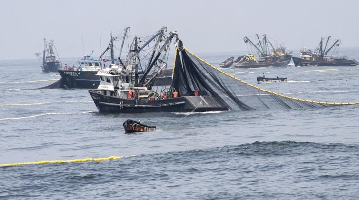 Perspectivas para la pesca primaria de exportación no son buenas, advierte Adex