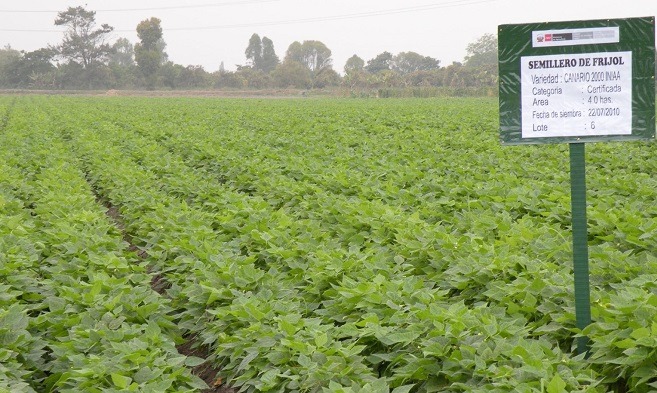 Variedades de leguminosas con alta calidad genética aumentan productividad agrícola en más de 70%
