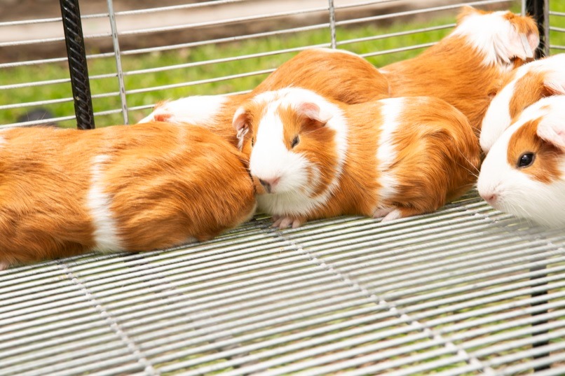 Razas de cuyes mejoradas incrementan en 20% productividad de la crianza familiar y consumo de su carne