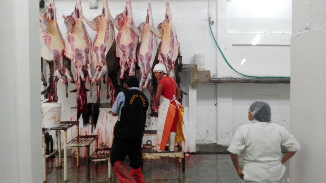 Salaverry: Hallan carne de burro en camal clandestino