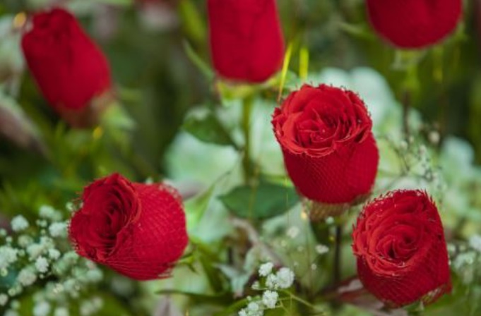 Adex identifica oportunidades de exportación para flores y capullos