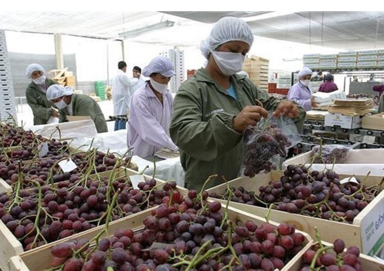 Población peruana ocupada sumó 17.6 millones de personas a nivel nacional