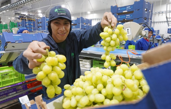 Exportación peruana de uva creció 40% en primer trimestre de campaña 2023-2024