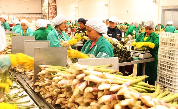 Exportaciones peruanas continúan a la baja a agosto de este año