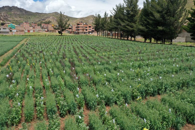 Liberan 200 variedades de cultivos de alto valor que garantizan la seguridad alimentaria del país