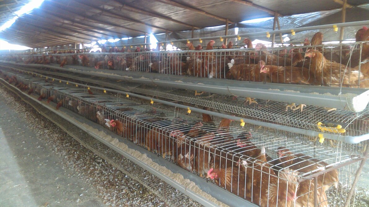 Ordenan reubicación de granja por atentar contra la salud en Huanchaquito