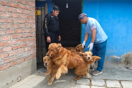 Trujillo: municipio busca gestionar ayuda para cuidado de canes de la Brigada Canina
