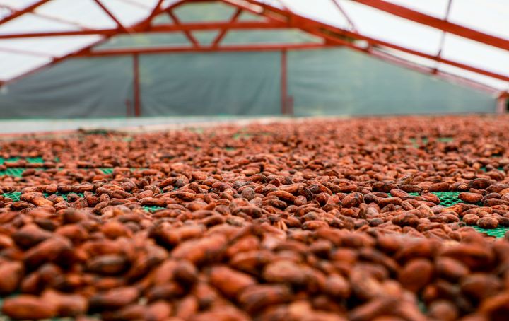  Promueven requisitos de calidad del cacao peruano para elevar su competitividad   