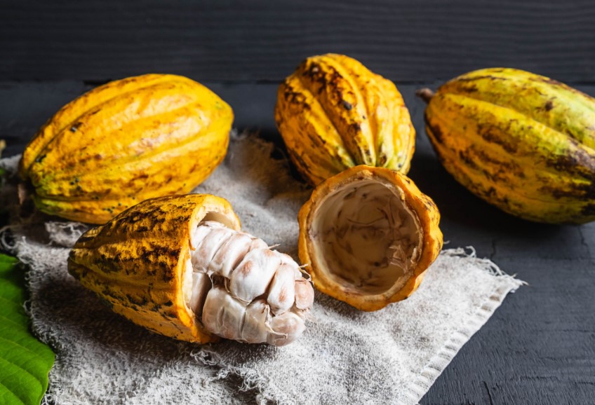  Buenas expectativas para la exportación de cacao peruano este 2023