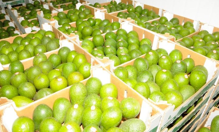 Palta peruana llegó a 36 mercados internacionales de enero a septiembre del 2023