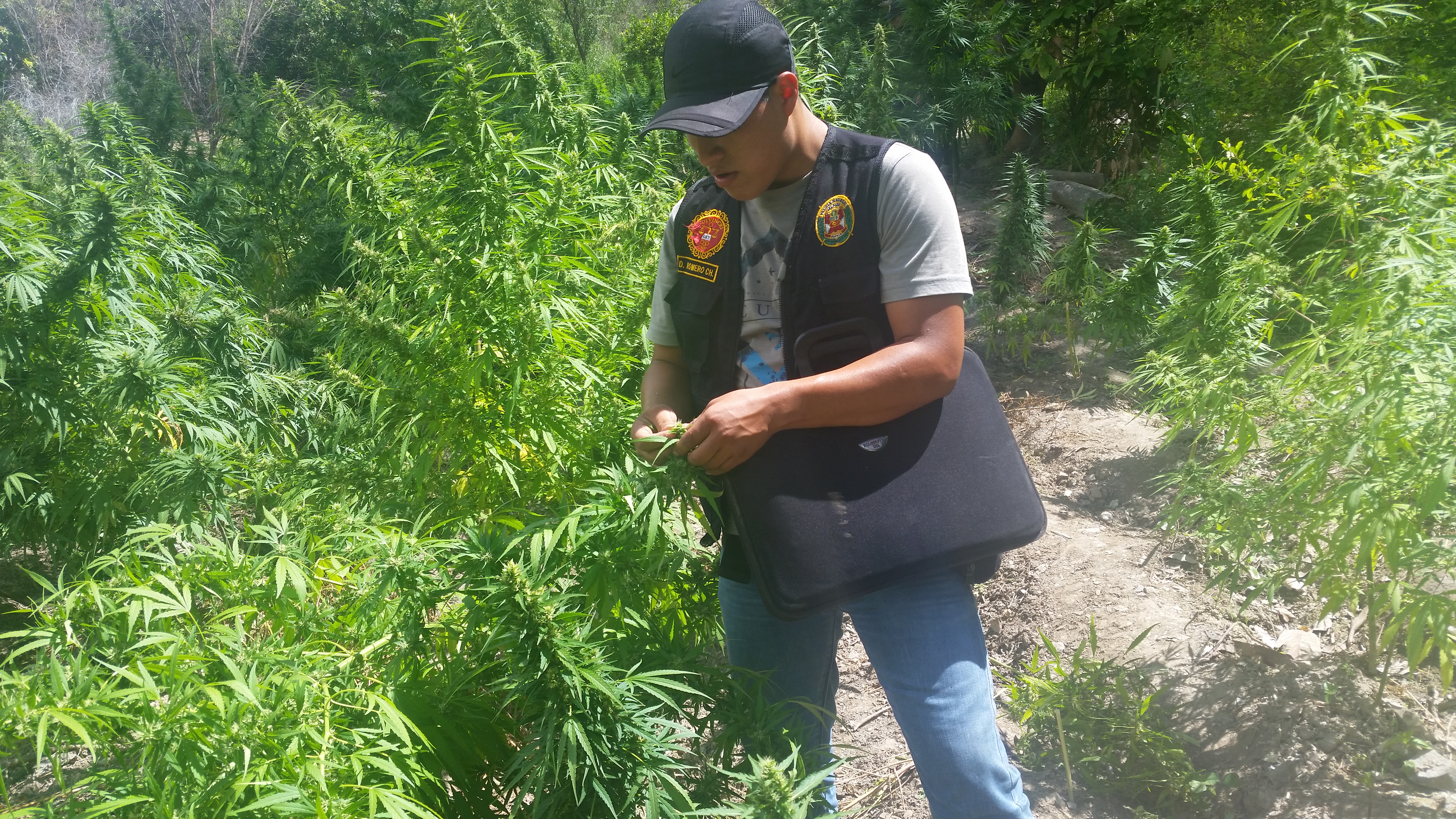Sartimbamba: erradican siete parcelas de marihuana valorizadas en 3 millones de soles