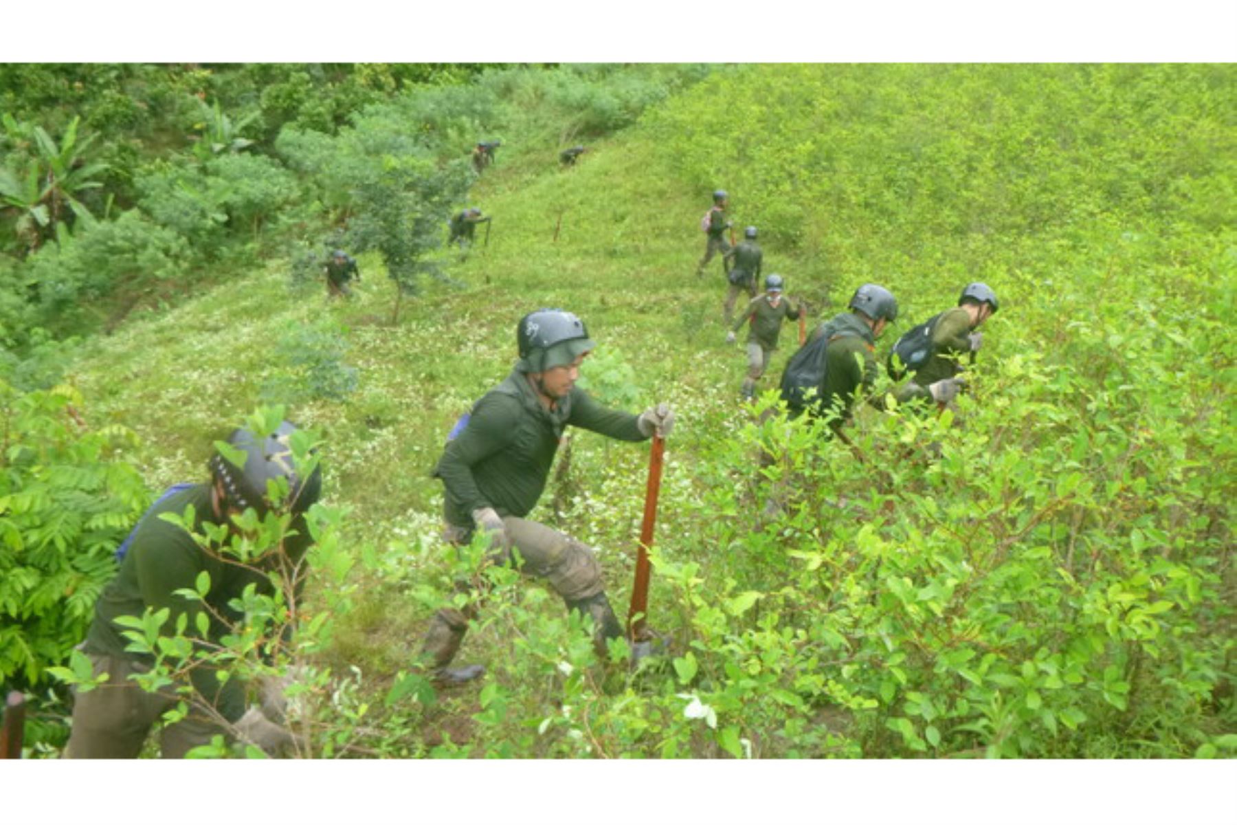 Más de 2,000 hectáreas de cultivos ilegales de coca fueron destruidas en lo que va de 2023