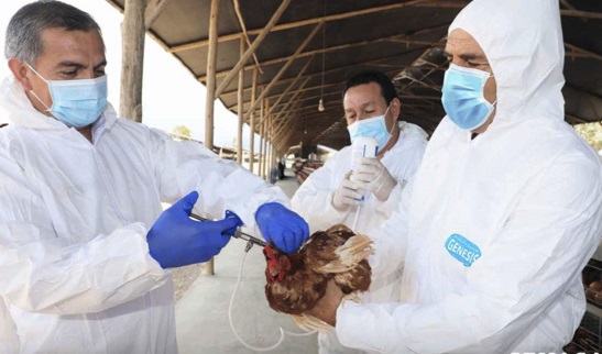 Sacrifican 23 mil aves para contener propagación de influenza aviar en Chepén