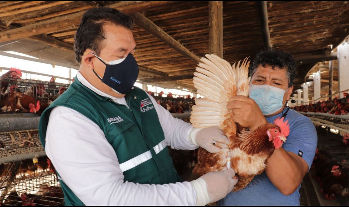 Gripe aviar: Alerta por una posible nueva pandemia humana