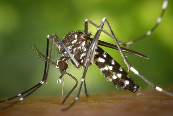 Minsa reporta 32 fallecidos a causa del dengue a nivel nacional