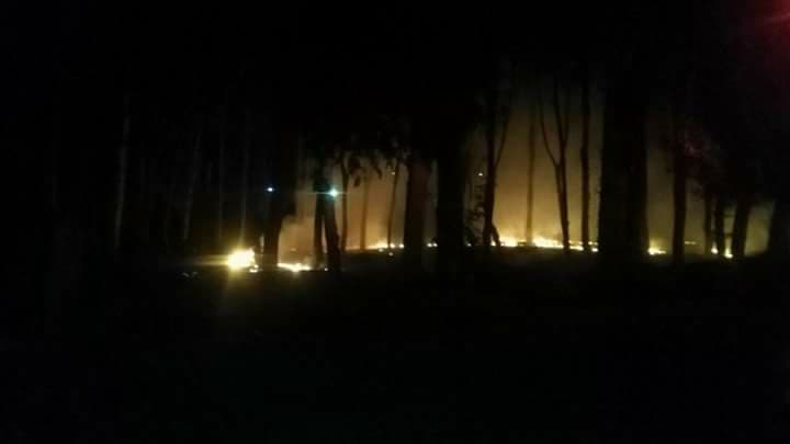 Incendio consumió bosque en Casa Grande 