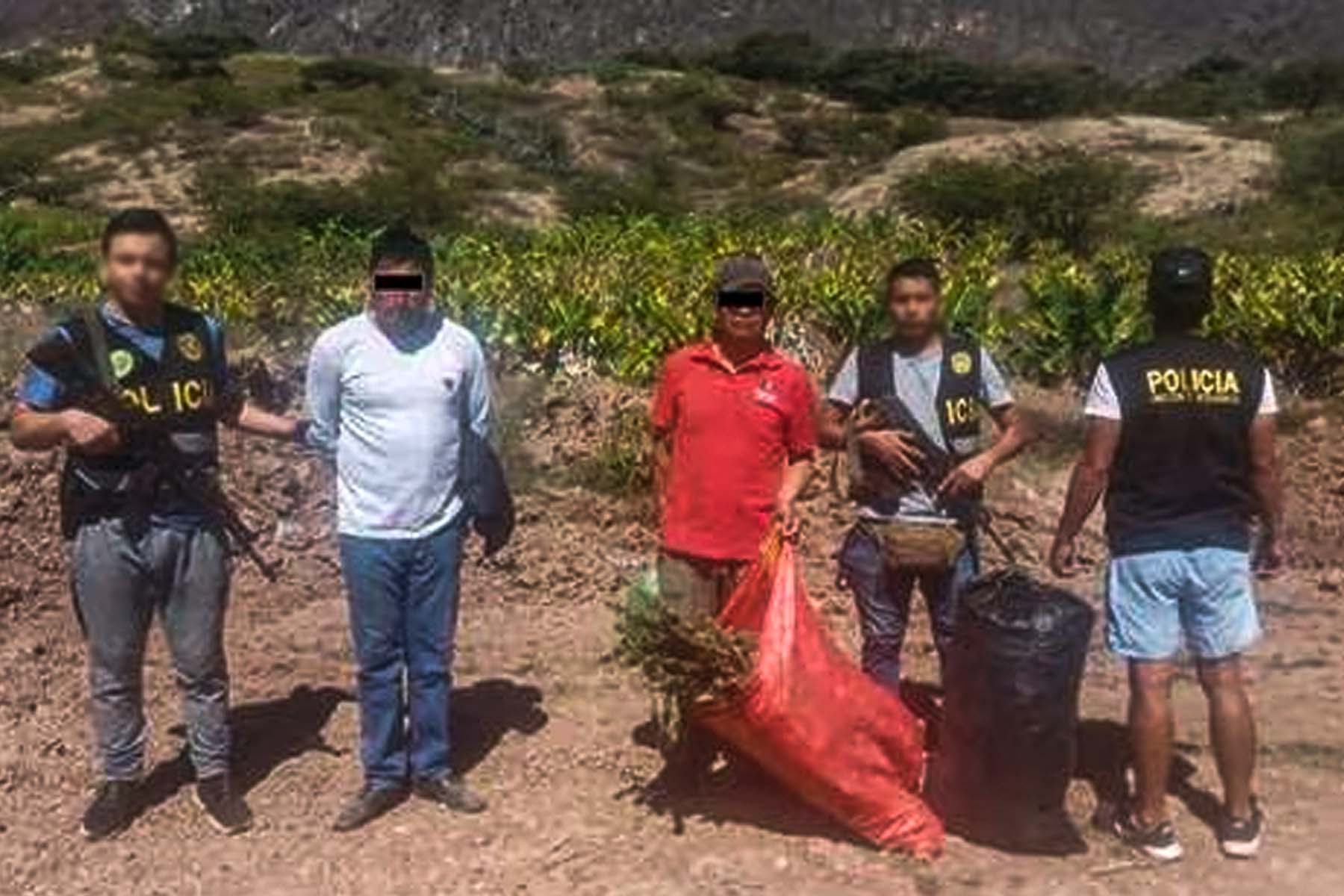 La Libertad: PNP incauta 150 000 plantones de marihuana en Pataz