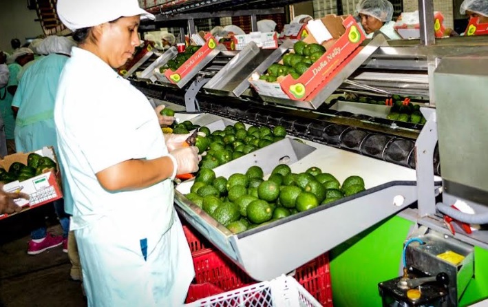 Tendencias mundiales avizoran escenario alentador para las agroexportaciones peruanas