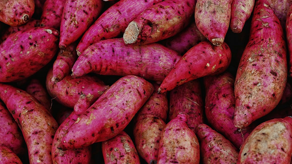 Trujillana descubre que cáscara del camote desacelera crecimiento de tumores cancerígenos