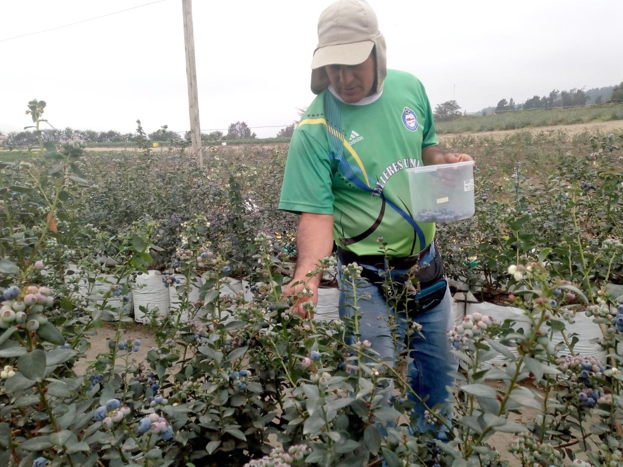 a Libertad: capacitan a agricultores en cultivo de arándanos