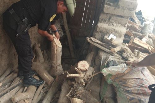 Incautan 1000 unidades de leña de especies forestales protegidas en Virú