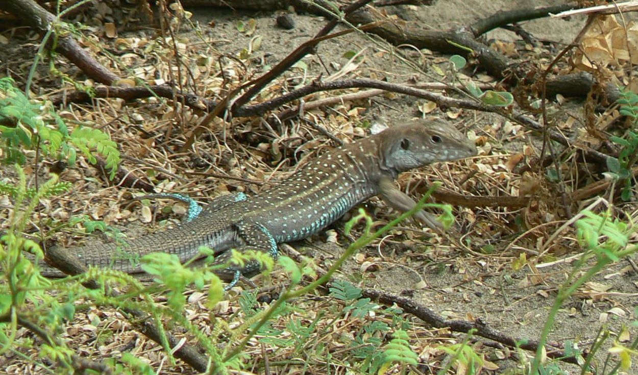 Pacasmayo: Denunciarán a alcalde por promover caza de animal en peligro de extinción