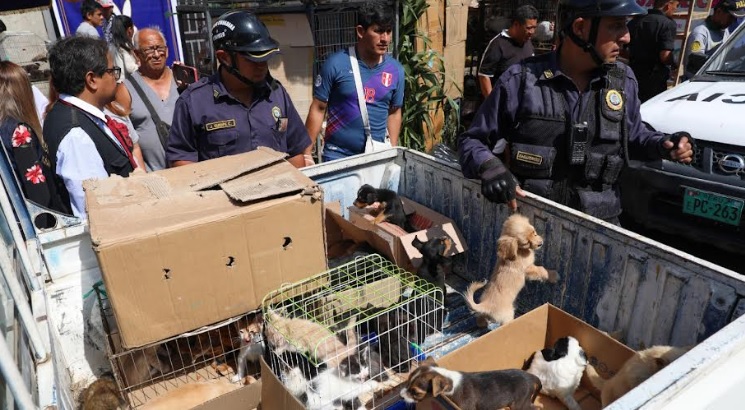 Trujillo: intervienen a vendedores de mascotas en la calle Sinchi Roca y clausuran local