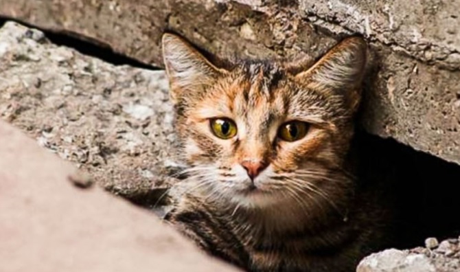 Abandonar o maltratar a un animal doméstico se castiga hasta con 3 años de prisión