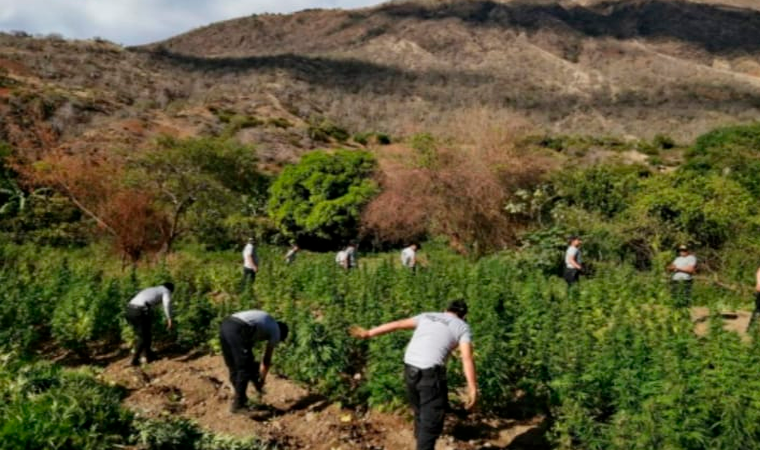 Incineran más de 45 000 plantones de marihuana en Sánchez Carrión