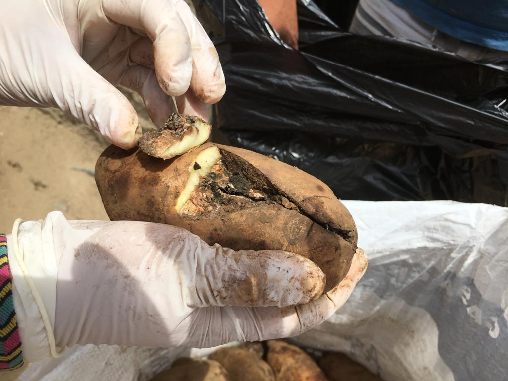 Huanchaco: municipio entregó papa malograda a beneficiarios de canastas