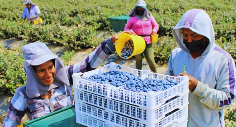 Perú continúa siendo el principal productor y exportador de arándanos del mundo 