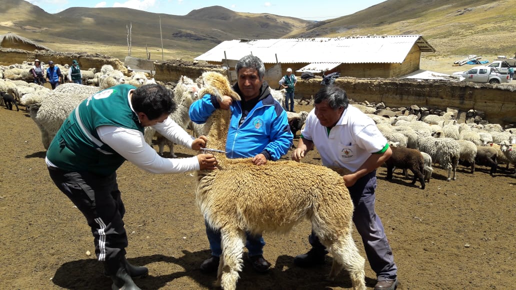 La Libertad: Senasa atiende a ganaderos ubicados en zona en emergencia