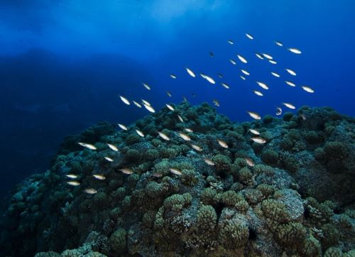 Destacan potencial de áreas marinas protegidas para impulsar el desarrollo de la población